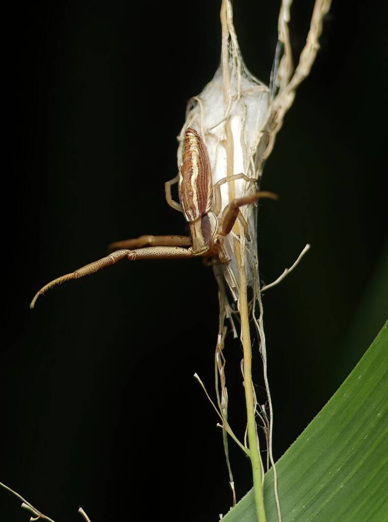Long Crab Spider (Runcinia acuminata), Brisbane QLD © Stefan Jones