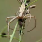 Long Crab Spider (Runcinia acuminata), Brisbane QLD © Stefan Jones