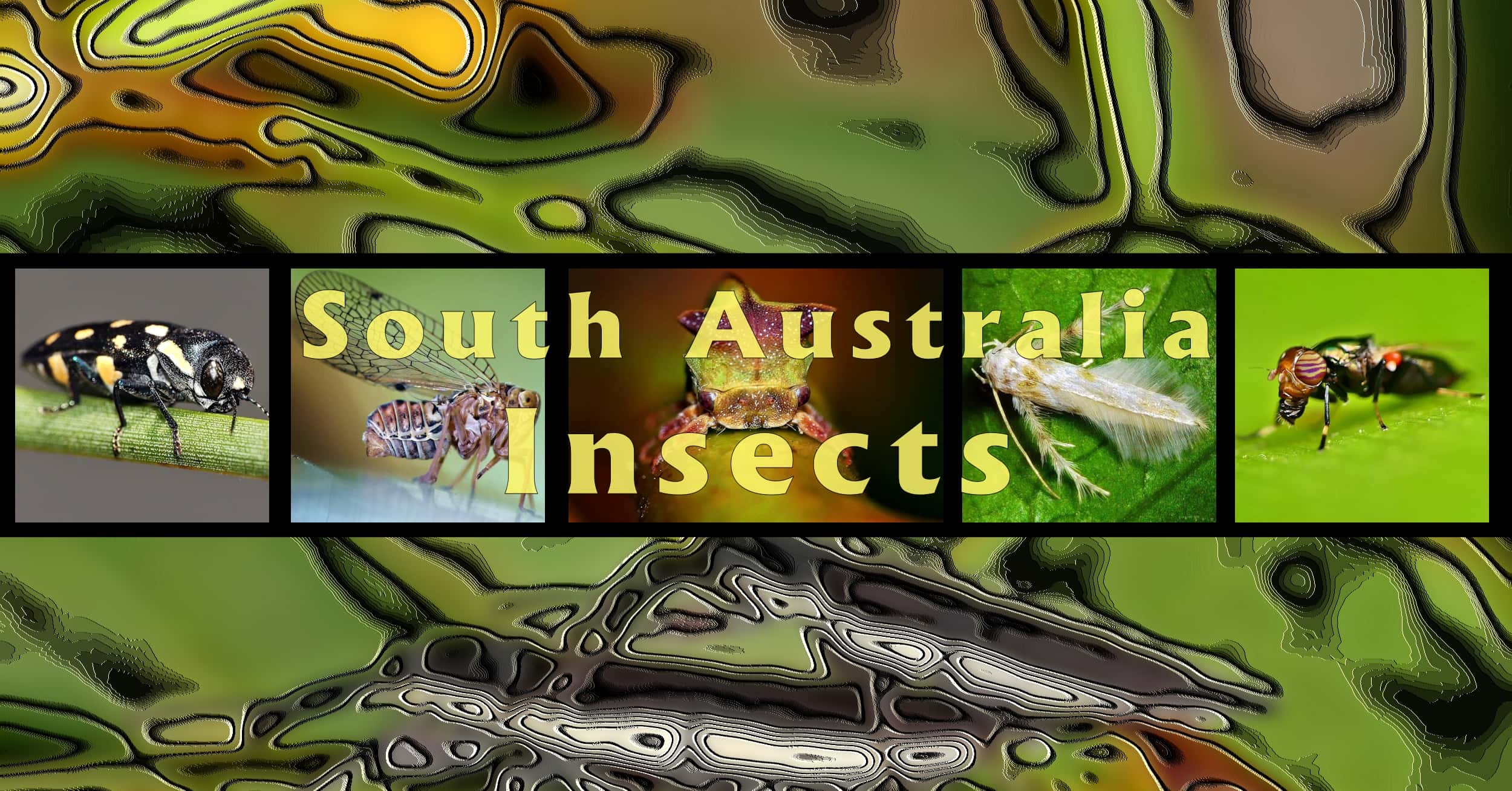 South Australia Insects - Ausemade filmstrip