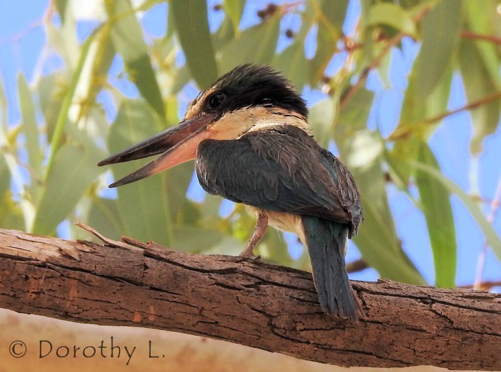 Sacred Kingfisher (Todiramphus sanctus) © Dorothy L
