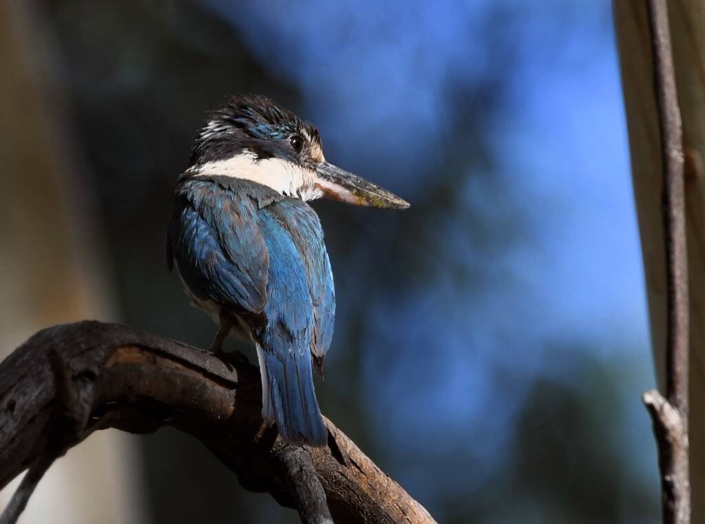 Sacred Kingfisher (Todiramphus sanctus), Alice Springs Sewage Ponds NT © Dorothy Latimer