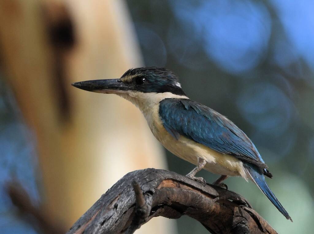 Sacred Kingfisher (Todiramphus sanctus), Alice Springs Sewage Ponds NT © Dorothy Latimer