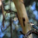Sacred Kingfisher (Todiramphus sanctus), Jesse Gap Alice Springs NT © Dorothy Latimer