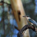 Sacred Kingfisher (Todiramphus sanctus), Jesse Gap Alice Springs NT © Dorothy Latimer