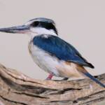 Sacred Kingfisher (Todiramphus sanctus), Alice Springs Desert Park, NT
