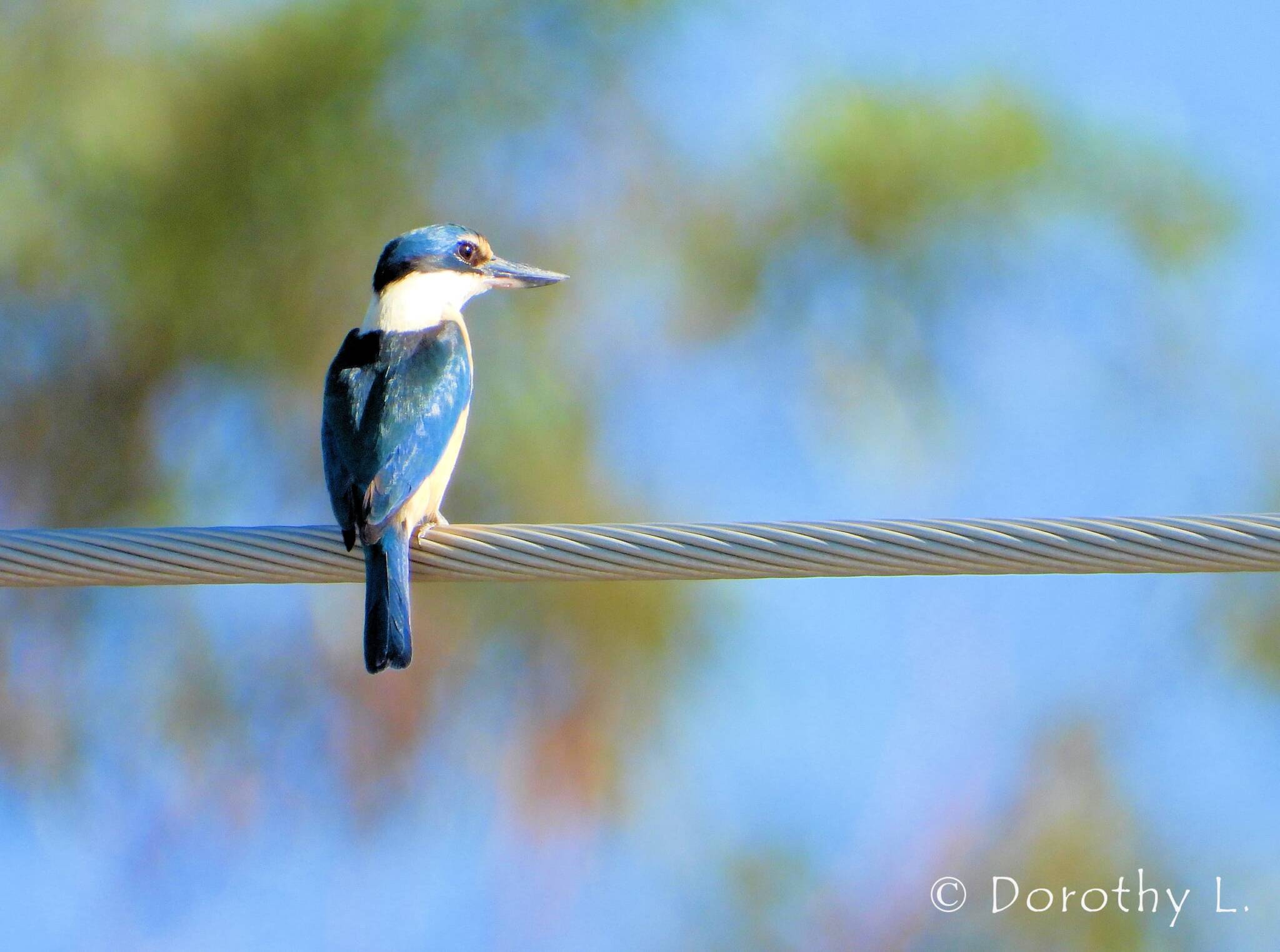 Sacred Kingfisher Ausemade