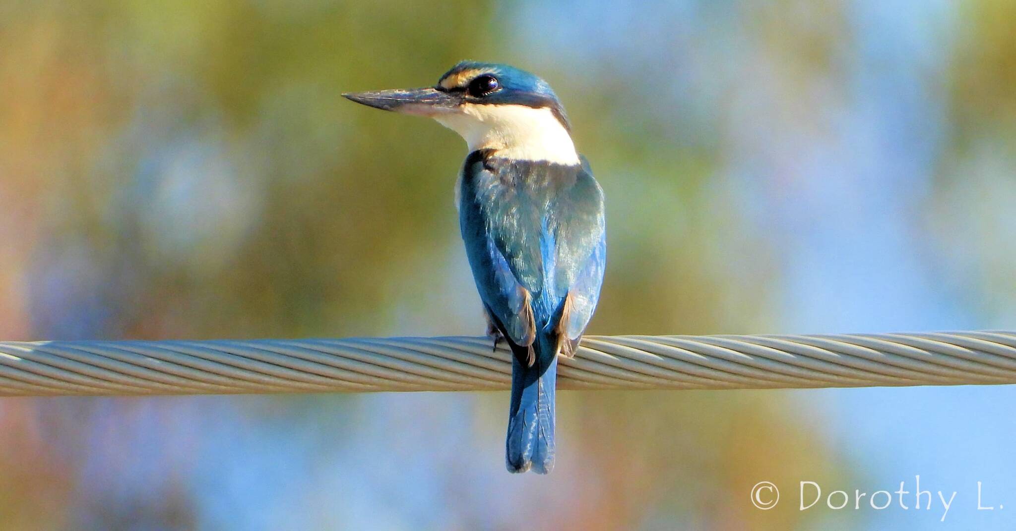 Sacred Kingfisher Ausemade