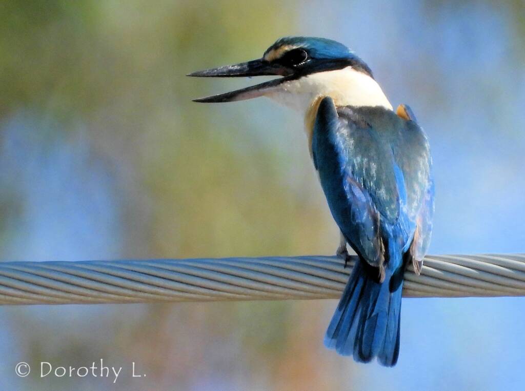 Sacred Kingfisher at Vatu Sanctuary, Alice Springs © Dorothy L
