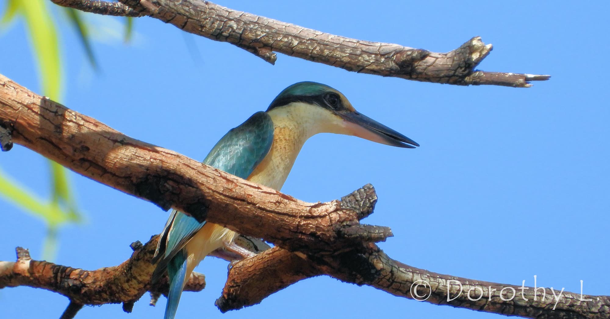 Sacred Kingfisher at Vatu Sanctuary, Alice Springs