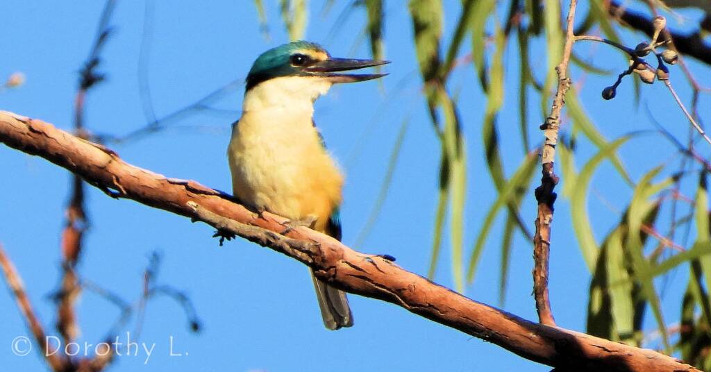 Sacred Kingfisher at Vatu Sanctuary, Alice Springs