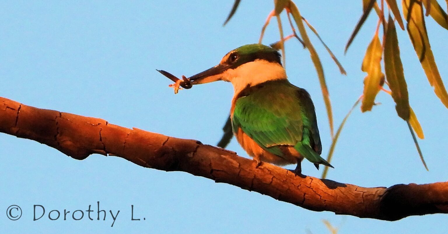 Sacred Kingfisher Ausemade