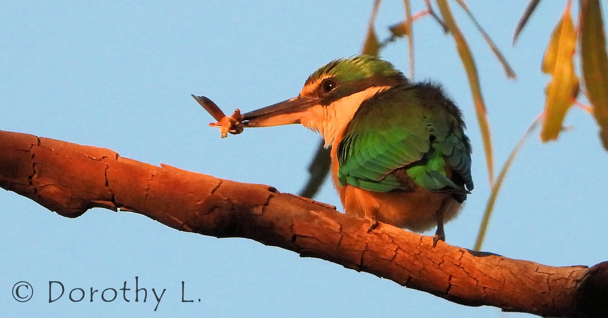 Sacred Kingfisher Ausemade