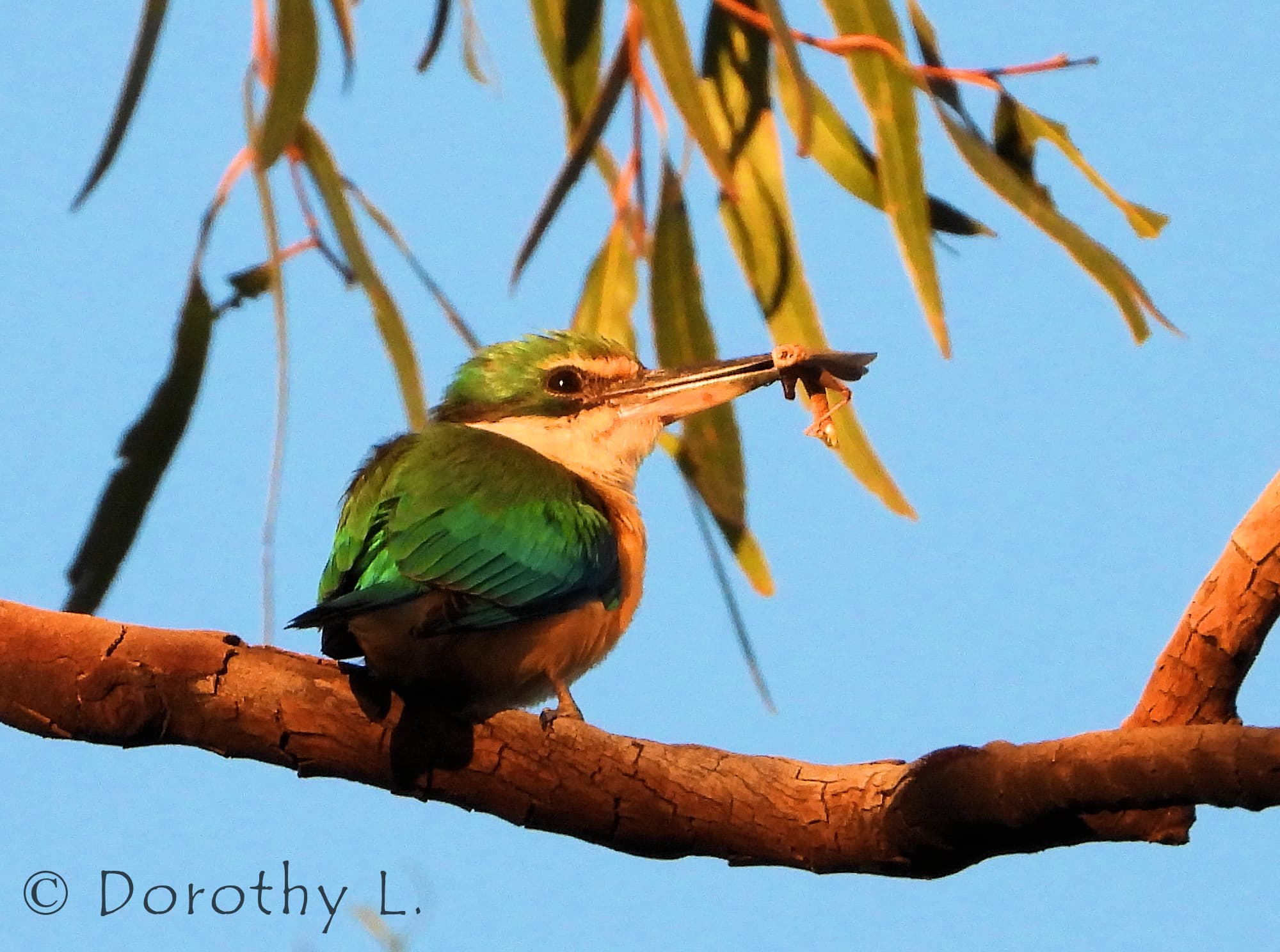 Sacred Kingfisher Ausemade
