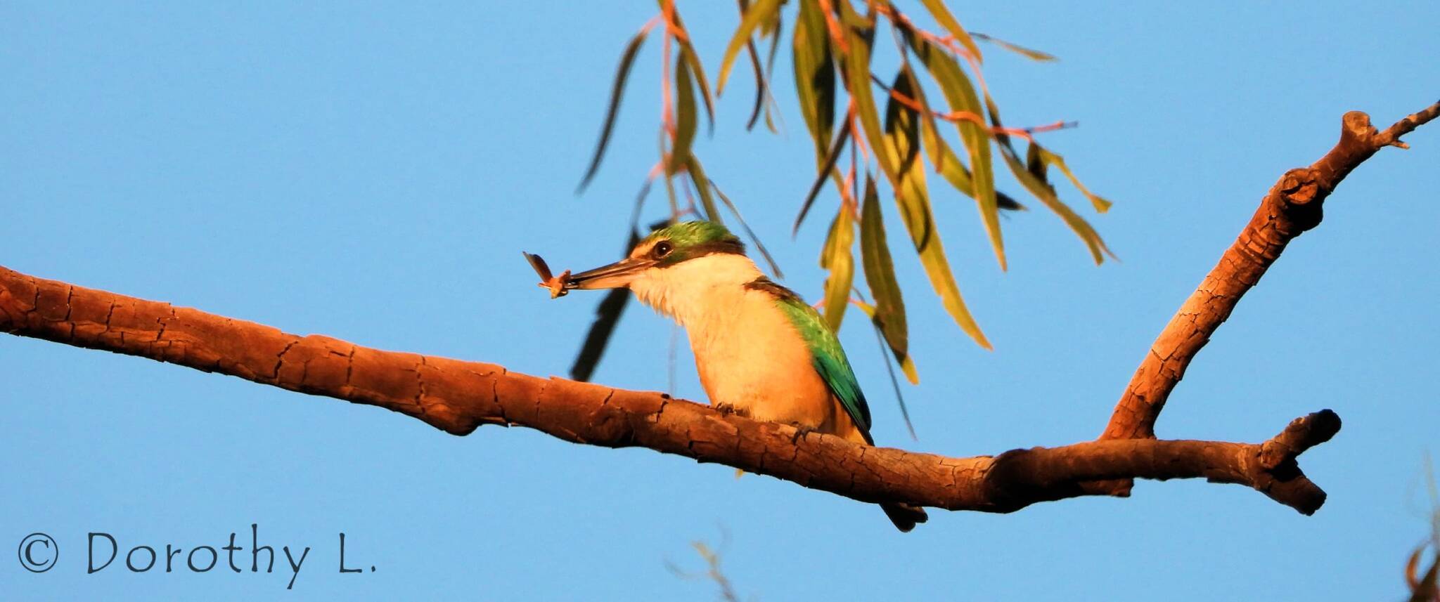 Sacred Kingfisher Ausemade