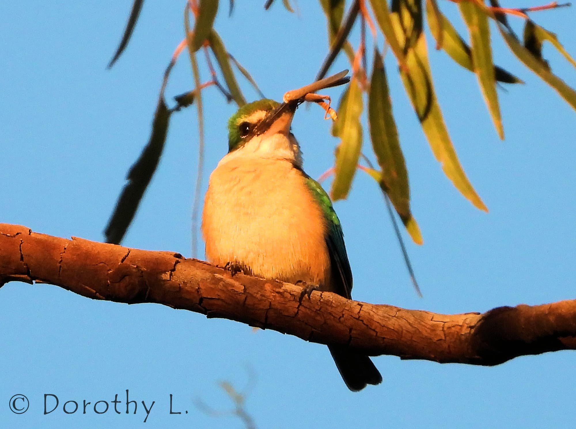 Sacred Kingfisher Ausemade