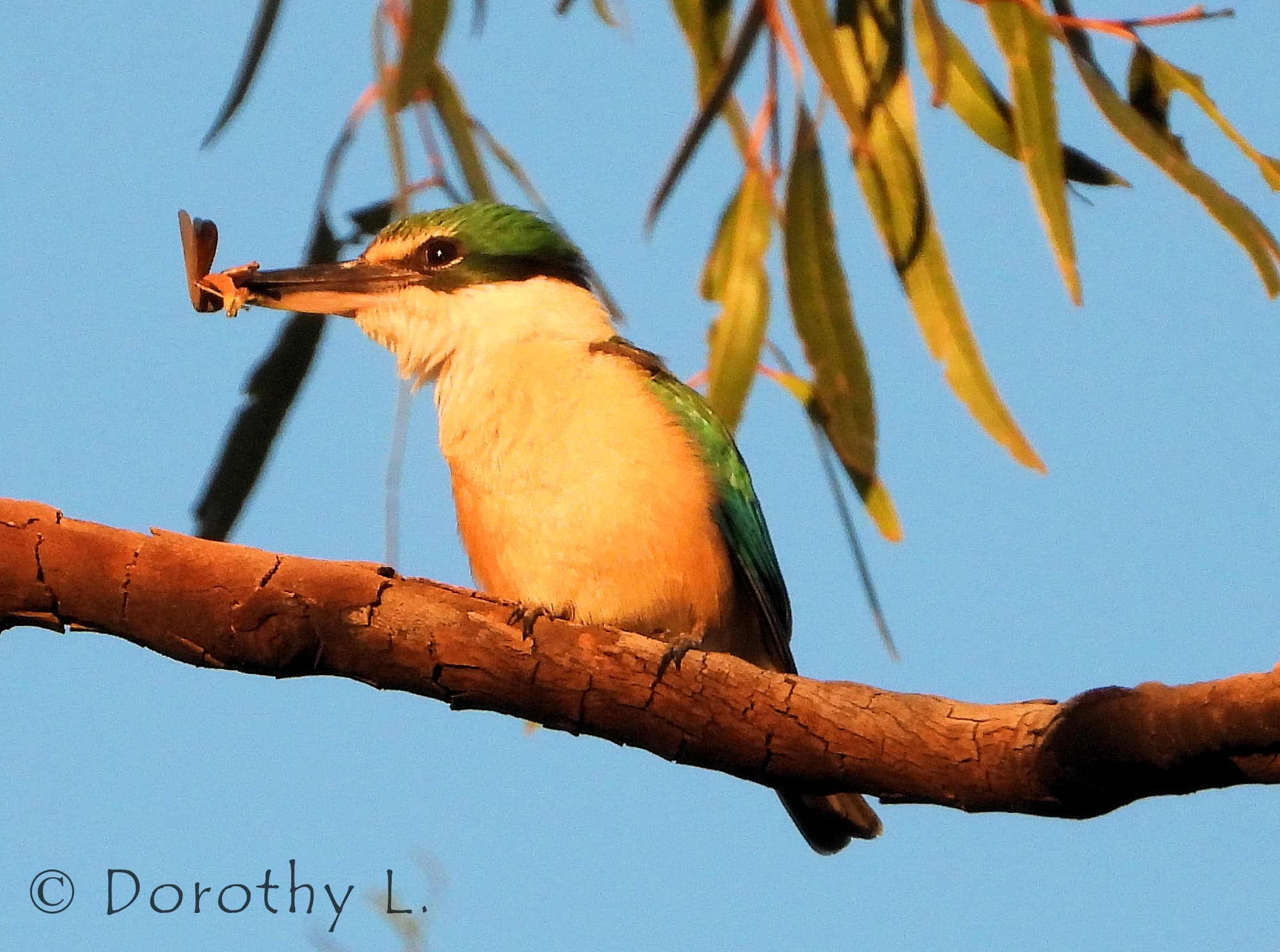 Sacred Kingfisher Ausemade