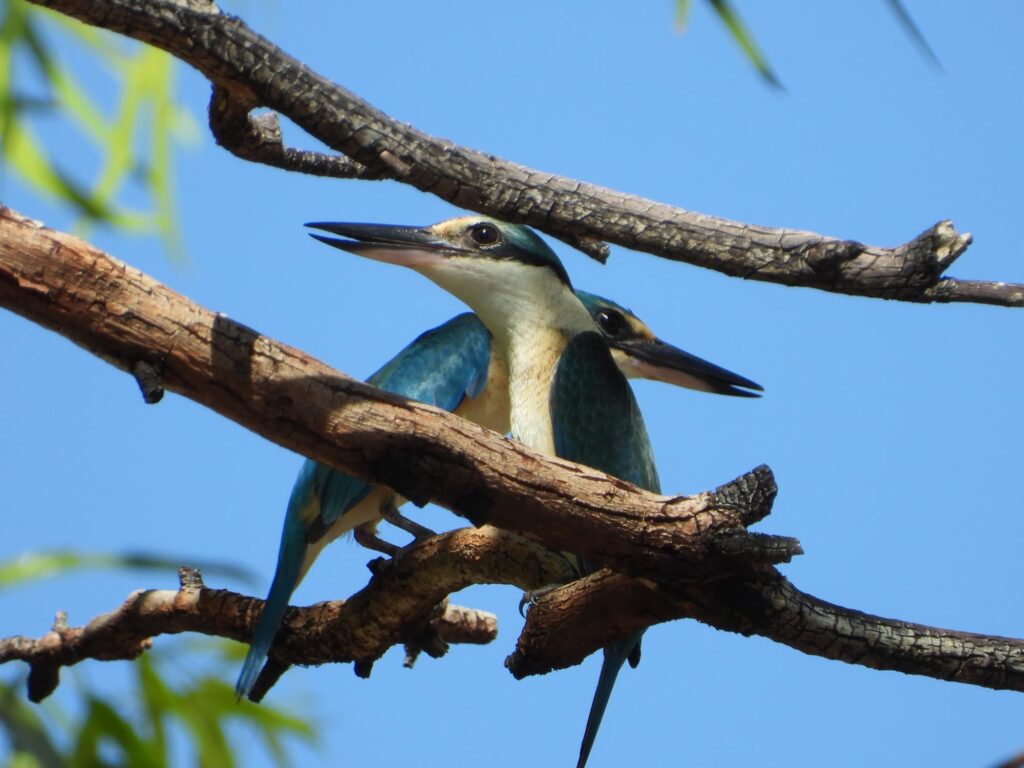 Sacred Kingfisher, Alice Springs NT © Dorothy Latimer