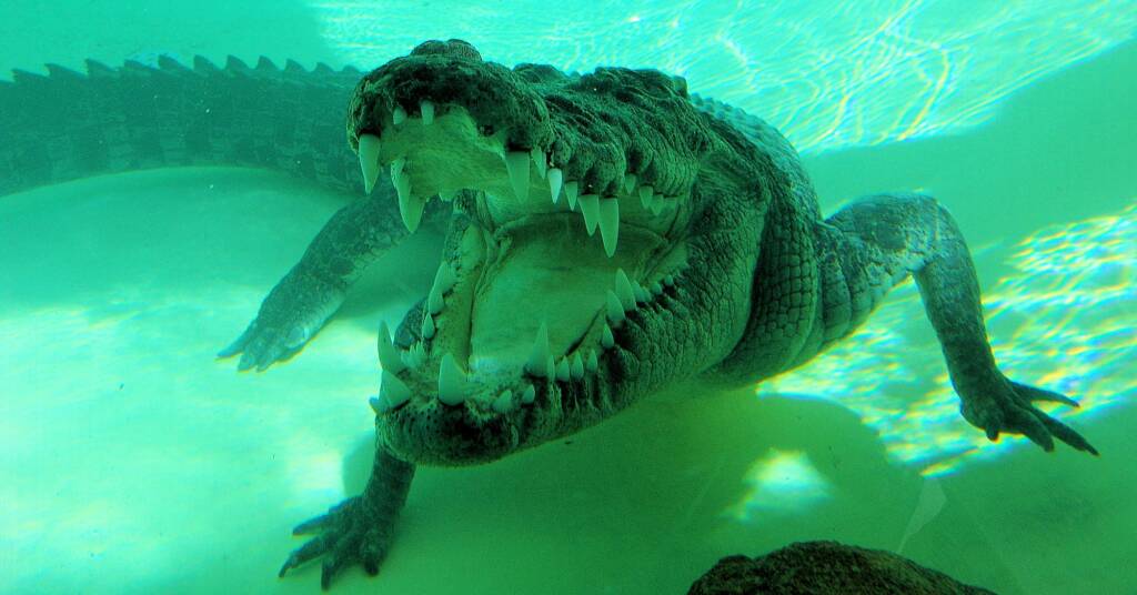 Australian Saltwater Crocodile (Crocodylus porosus), Alice Springs Reptile Centre