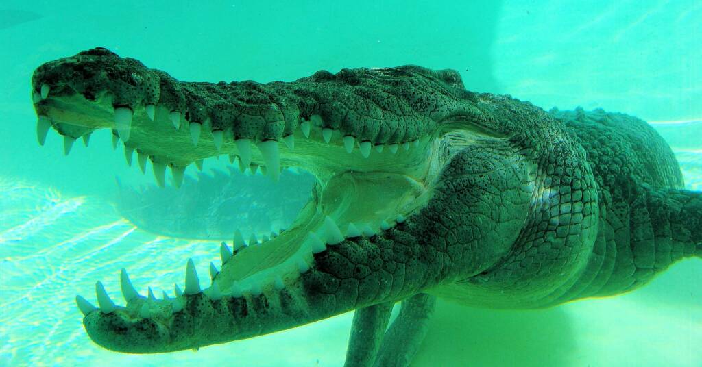 Australian Saltwater Crocodile (Crocodylus porosus)