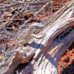 Sand Goanna (Varanus gouldii), Finke Gorge National Park