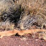 Sand Goanna (Varanus gouldii), Kata Tjuta (Uluru-Kata Tjuta National Park)