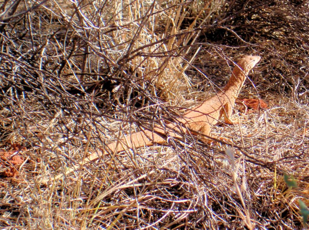Sand Goanna (Varanus gouldii), Kata Tjuta (Uluru-Kata Tjuta National Park)