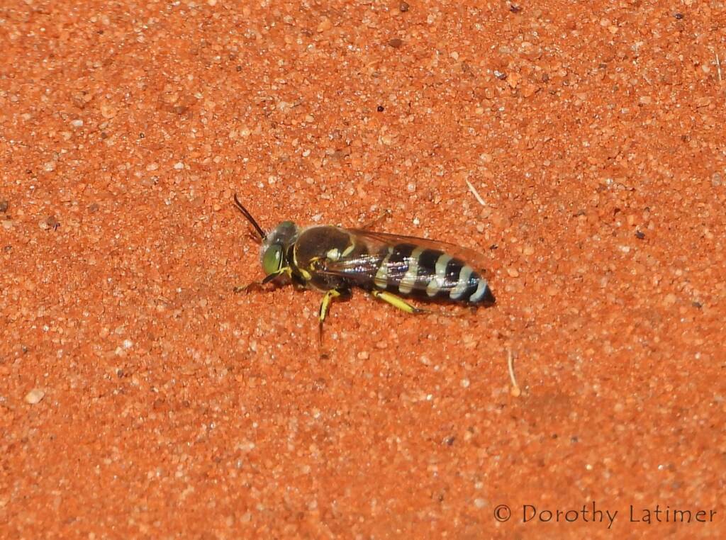 Sand Wasp (genus Bembix), Owen Springs Reserve, NT © Dorothy Latimer