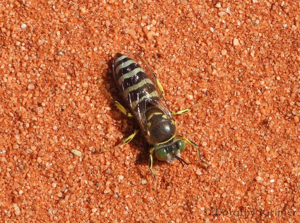 Sand Wasp (genus Bembix), Owen Springs Reserve, NT © Dorothy Latimer