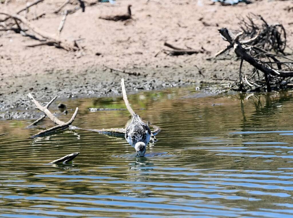 Sanderling (Calidris alba), Alice Springs NT © Dorothy Latimer