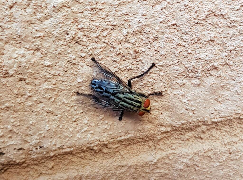 Sarcophaga aurifrons (Grey-striped Fly), Alice Springs, NT