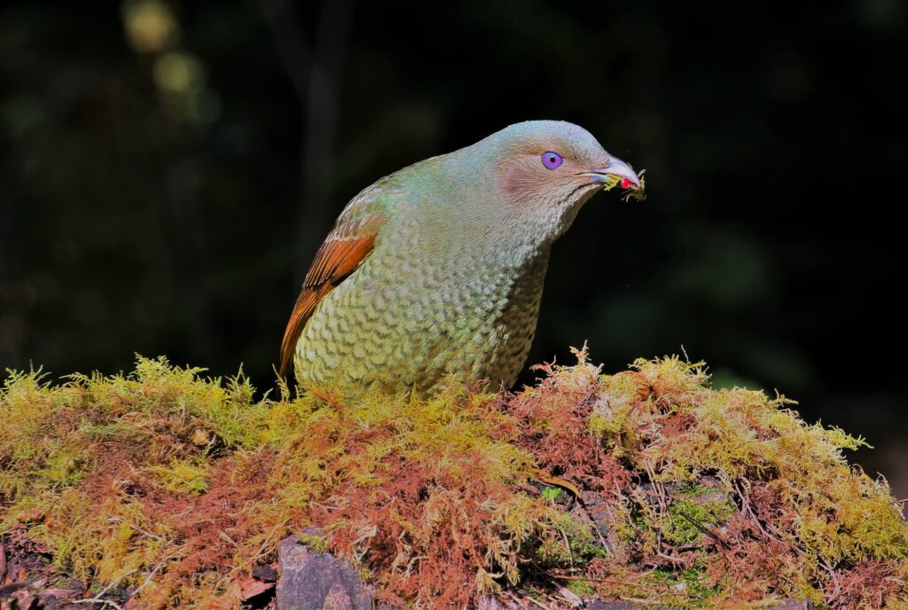 Satin Bowerbird (female), VIC © Dorothy Latimer