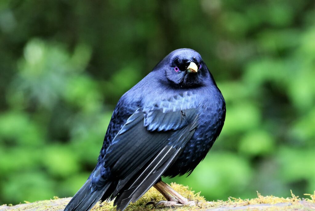 Satin Bowerbird (male), VIC © Dorothy Latimer