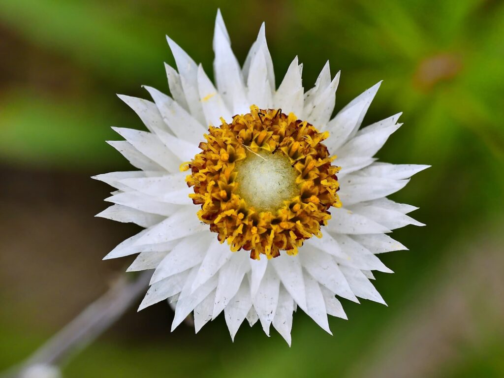 Satin Everlasting (Helichrysum leucopsideum), Belair SA © Marianne Broug