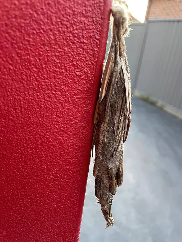 Saunders' Case Moth (Metura elongatus), west Sydney NSW © Murad Abaza