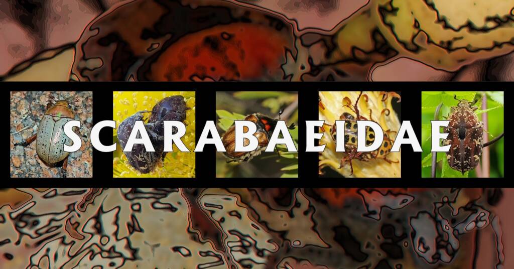 Scarabaeidae - Ausemade filmstrip