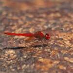 Scarlet Percher (Diplacodes haematodes), Girraween NP QLD © Marc Newman