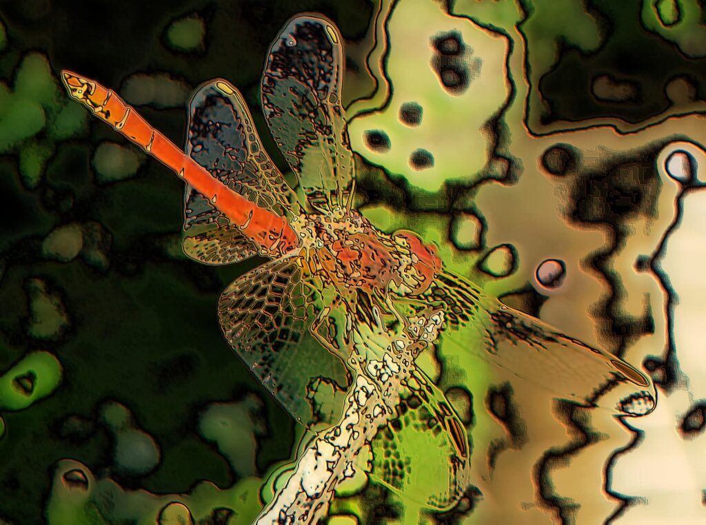 Scarlet Percher (Diplacodes haematodes)