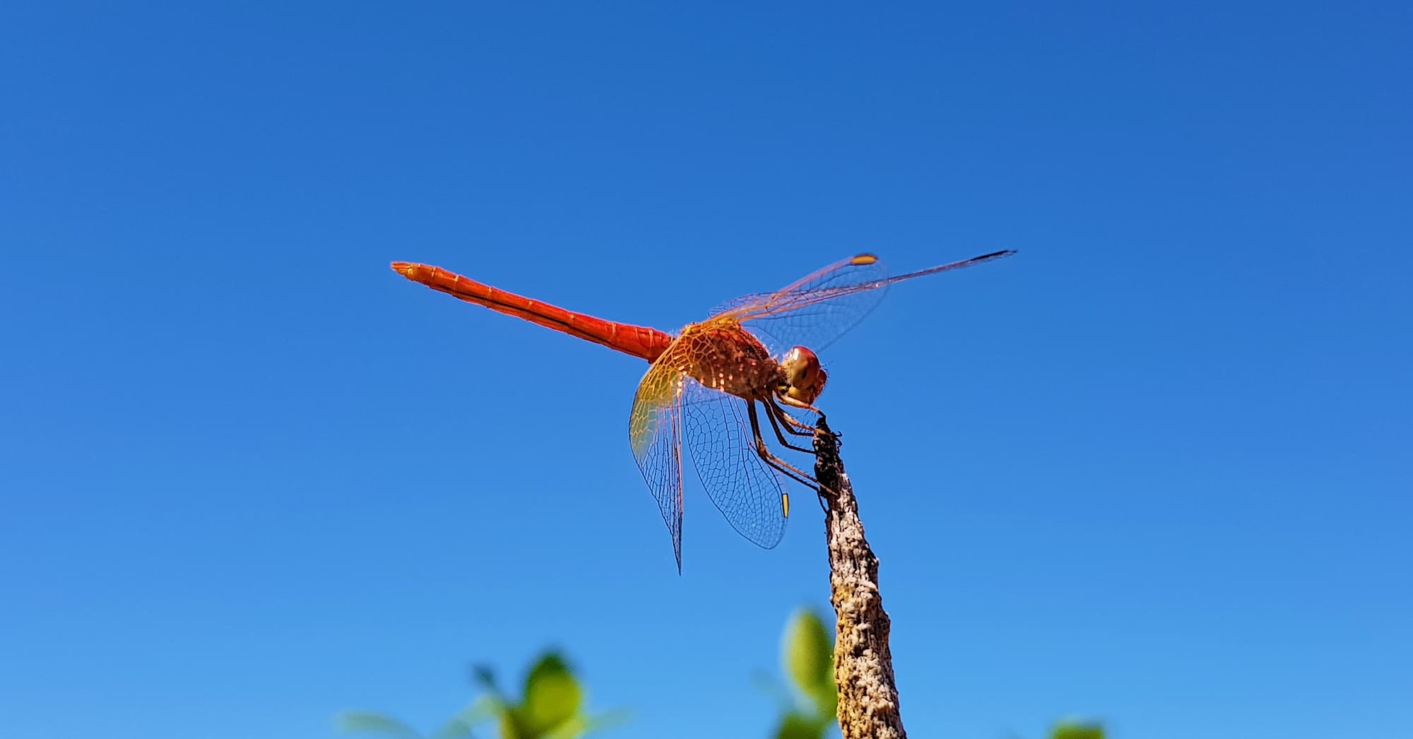 Scarlet Percher (Diplacodes haematodes), Alice Springs, NT