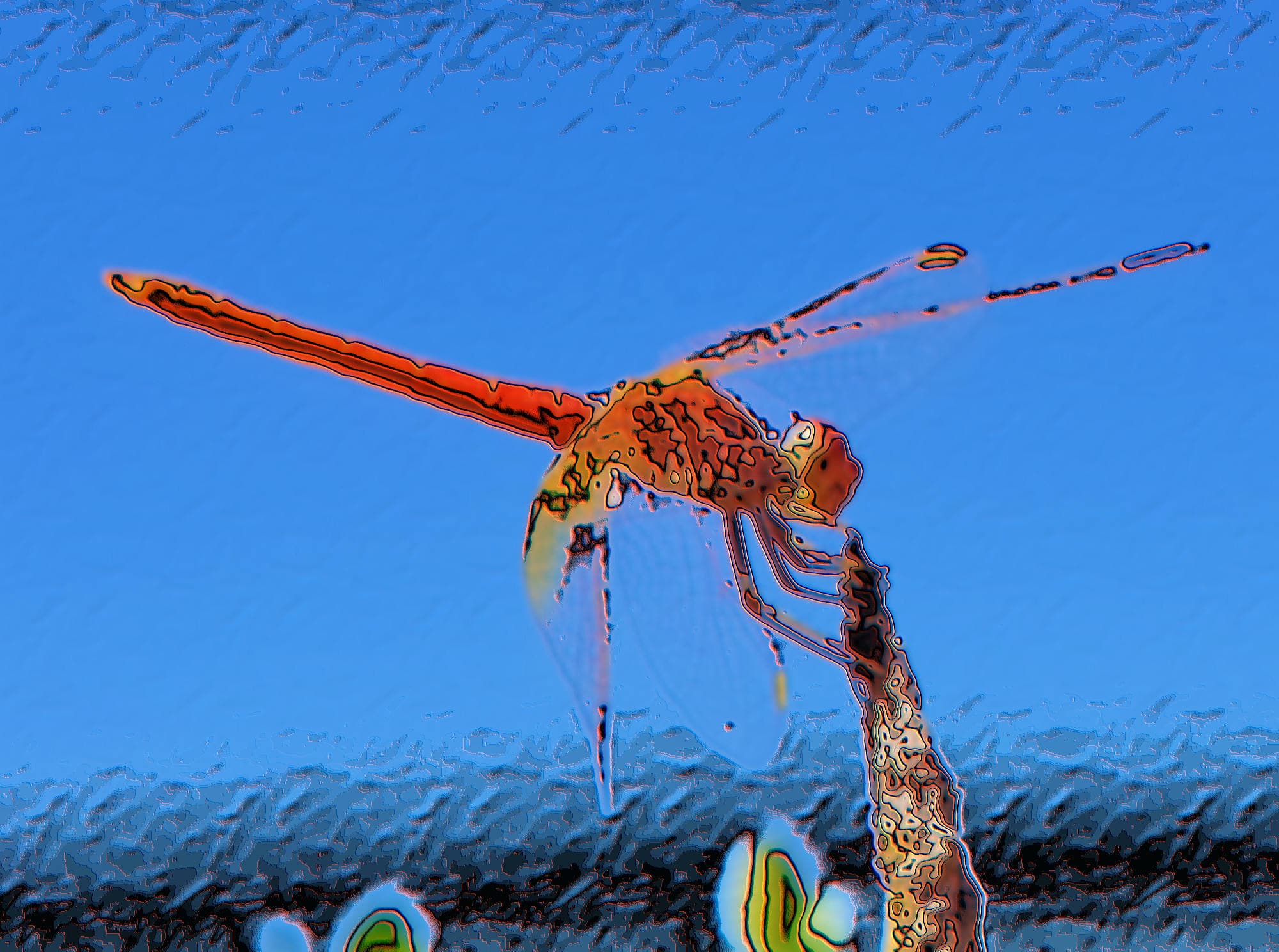 Scarlet Percher (Diplacodes haematodes)