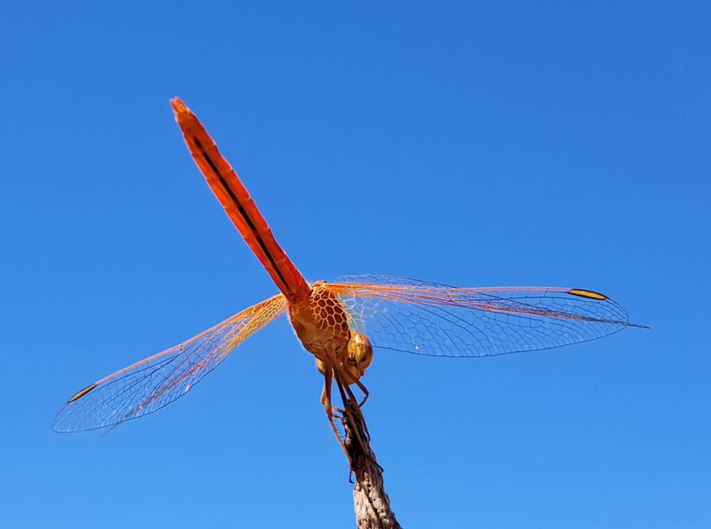 Scarlet Percher (Diplacodes haematodes), Alice Springs, NT