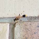 Mud-dauber Wasp (Sceliphron laetum), Alice Springs NT
