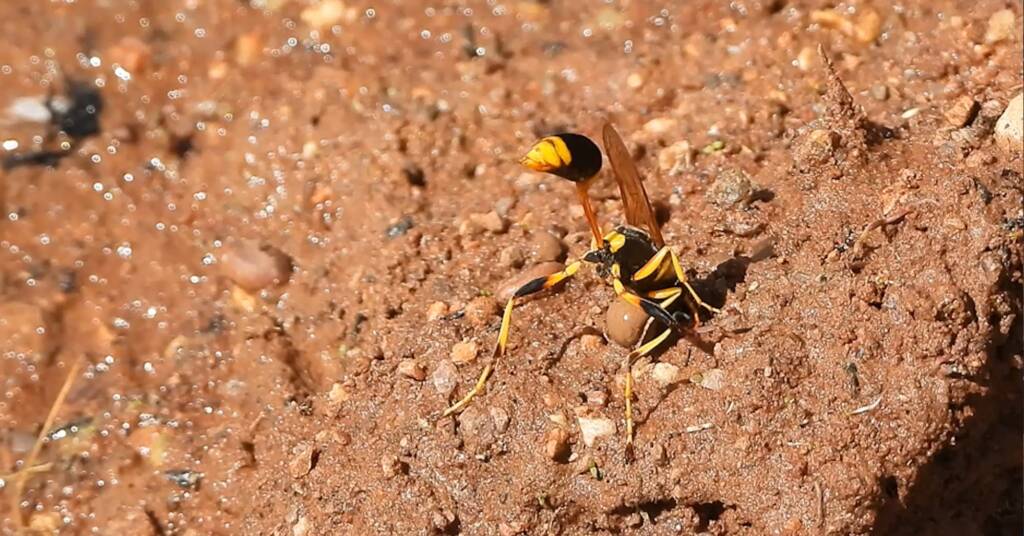 Mud-dauber Wasp (Sceliphron laetum), Kunoth Bore NT © Dorothy Latimer