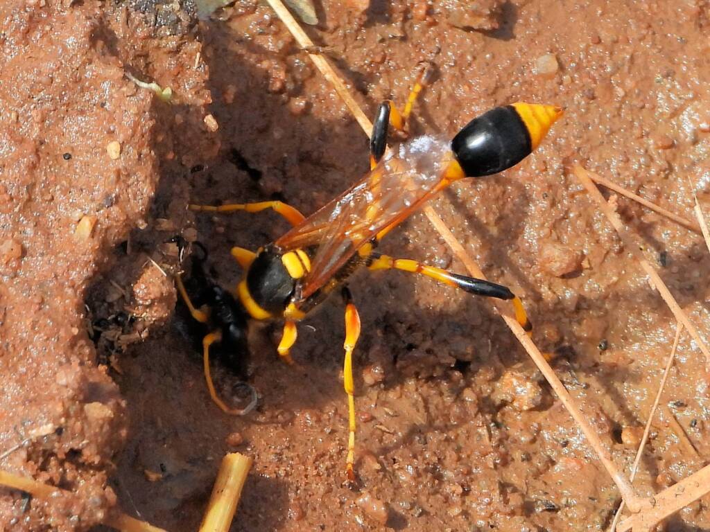 Mud-dauber Wasp (Sceliphron laetum), Kunoth Bore NT © Dorothy Latimer