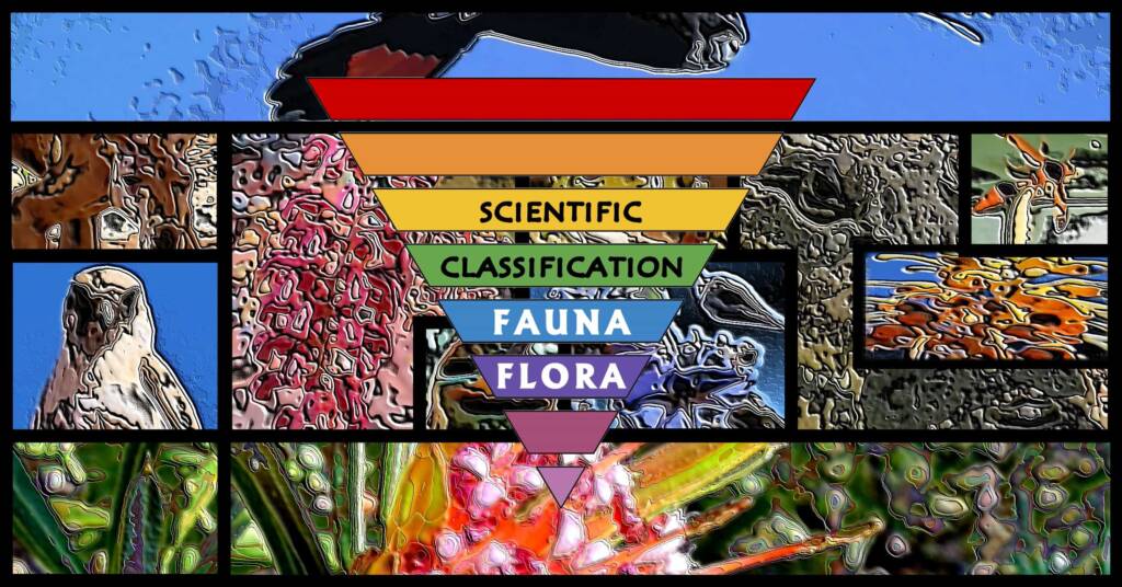 Scientific Classification - Taxonomy - Flora - Fauna