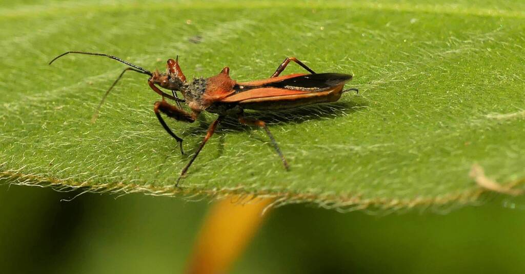Red Spiny Assassin Bug (Scipinia arenacea), Gold Coast QLD © Stefan Jones