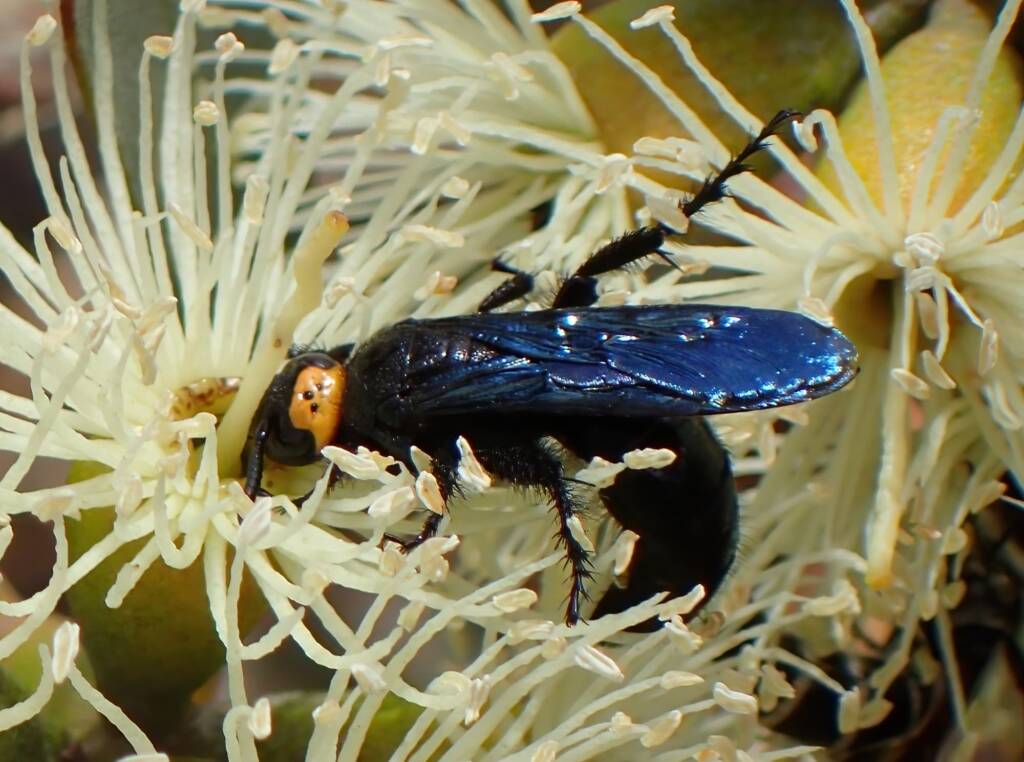 Blue Flower Wasp (Scolia verticalis), Midwest WA © Gary Taylor