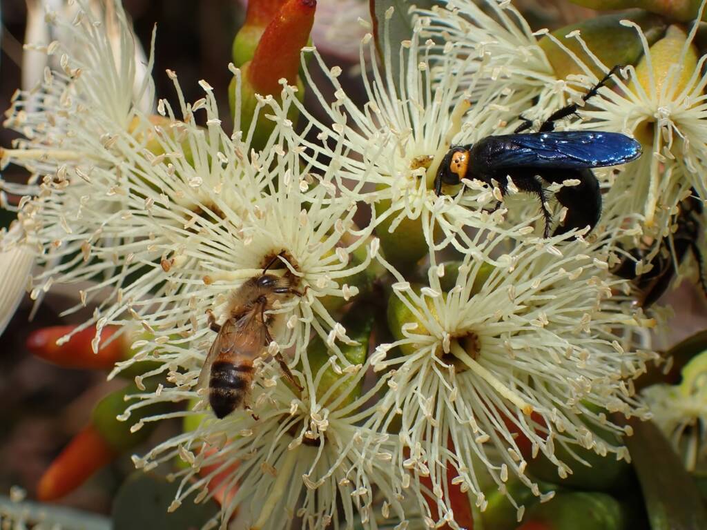 Blue Flower Wasp (Scolia verticalis) and European Honey Bee (Apis mellifera), Midwest WA © Gary Taylor