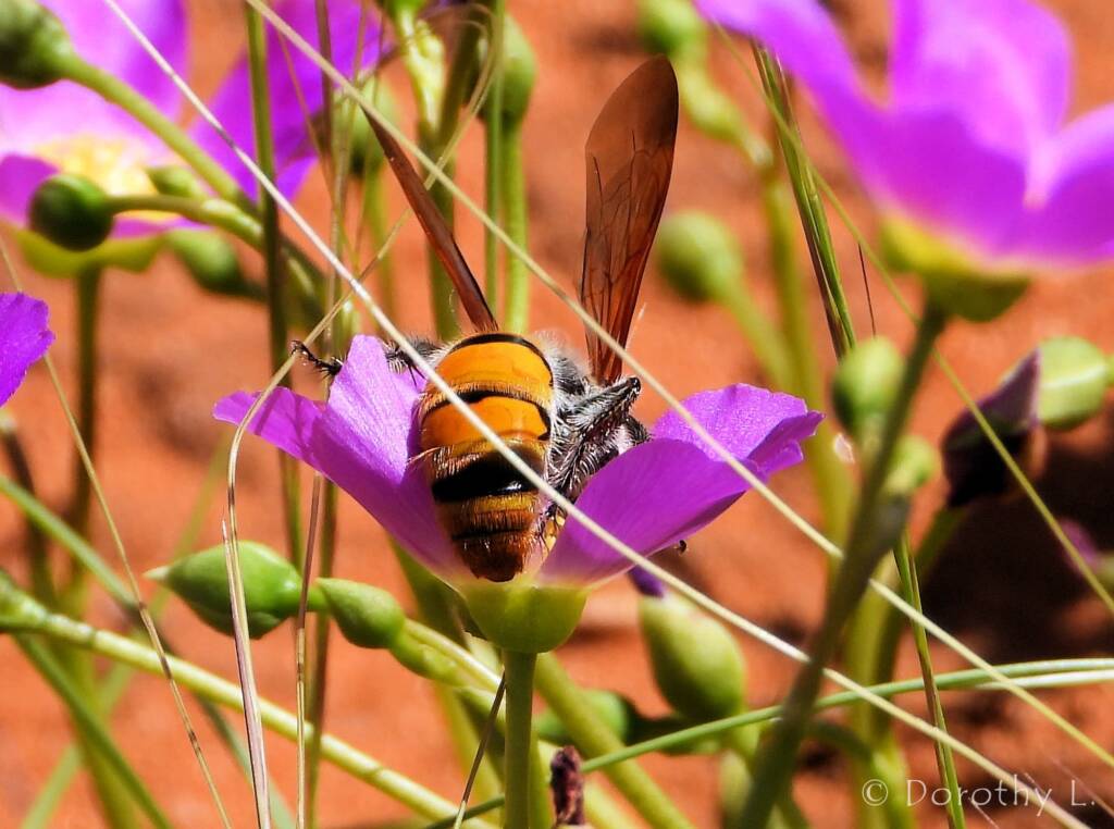 Scoliid Wasp / Parakeelya, Redbank Waterhole © Dorothy Latimer