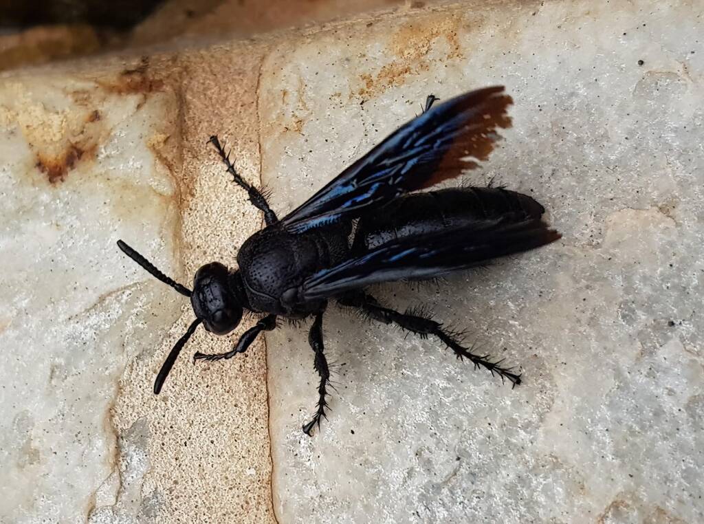 Blue Hairy Flower Wasp (family Scoliidae, genus Austroscolia), Alice Springs NT