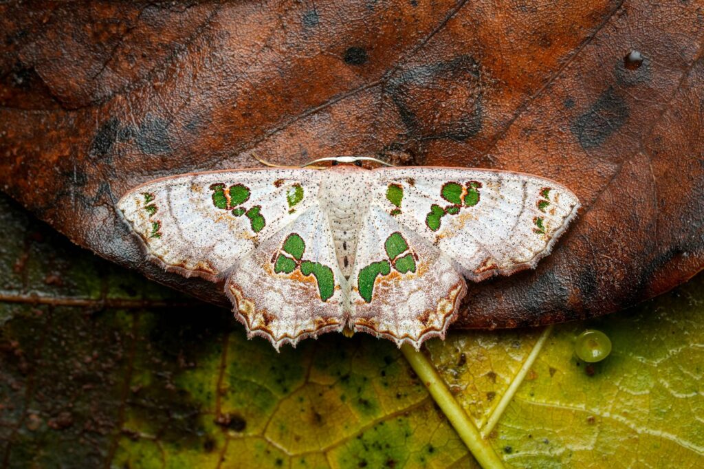 Scopula parvimacula (forests of northern Australia) © Daniel Meier